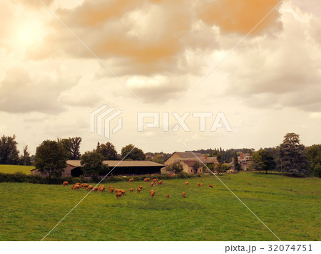 Cows graze on a meadow at sunset France. Landscap 32074751