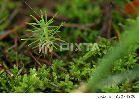 自然　植物　リュウキュウマツ、苔の布団と実生。条件のよさそうな所で発芽したようです 32074800