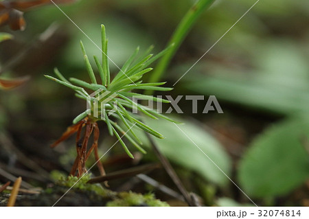 自然　植物　リュウキュウマツ、実生です。小さな葉には微妙な鋸歯？が見えます 32074814