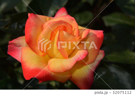 薔薇の花 32075112