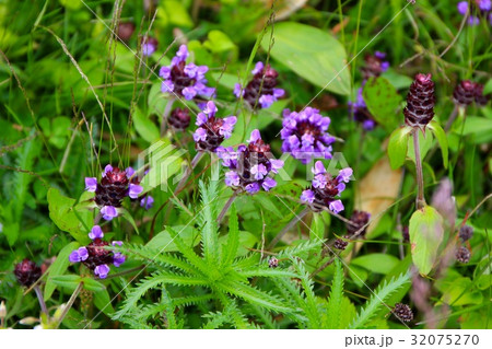 ウツボグサの花 32075270