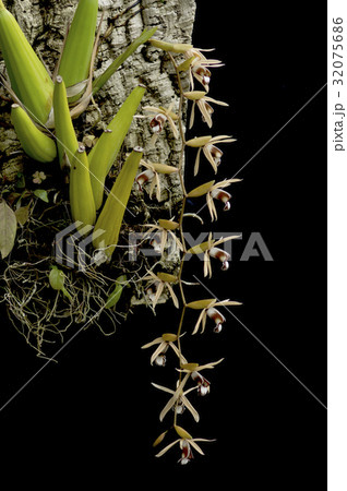 洋蘭原種Coelogyne dayana "grandis"の花 32075686