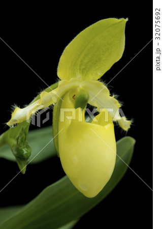 原種洋ラン Paphiopedilum primulinumの花 原種洋ラン Paphiopedilum primulinumの花 32075692