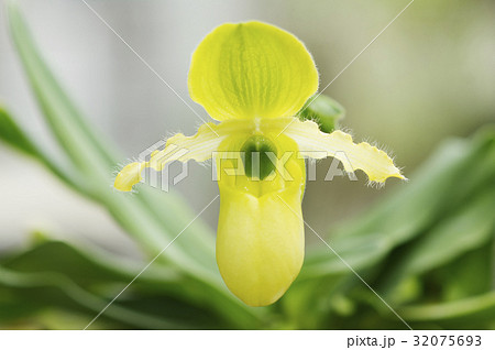 原種洋ラン Paphiopedilum primulinumの花 32075693
