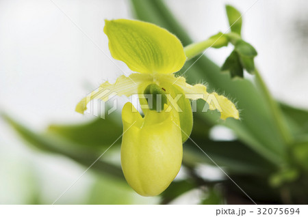 原種洋ラン Paphiopedilum primulinumの花 原種洋ラン Paphiopedilum primulinumの花 32075694