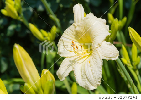 ヘメロカリス・ジョアンシニア 32077241