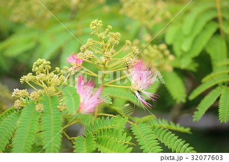 ネムの花 32077603