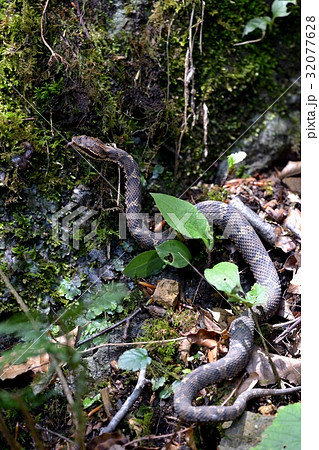 マムシ　 32077628