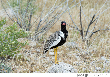 Northern black korhaan 32077783