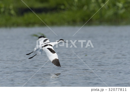 ソリハシセイタカシギ(反嘴丈高鷸) 32077811