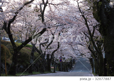 桜トンネル 桜トンネル 32077887