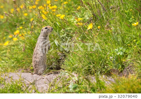 Scouting caucasian Ground Squirrel 32079040