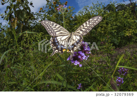 アゲハ 32079369