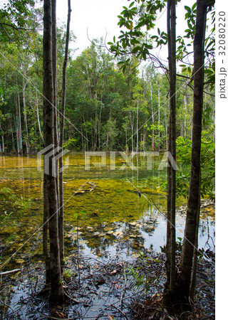 Emerald and mangrove tree forests 32080220