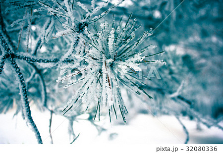 Winter leaves in the frost. Abstract background Winter leaves in the frost. Abstract background 32080336
