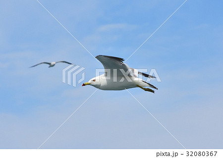 海猫 海猫 32080367