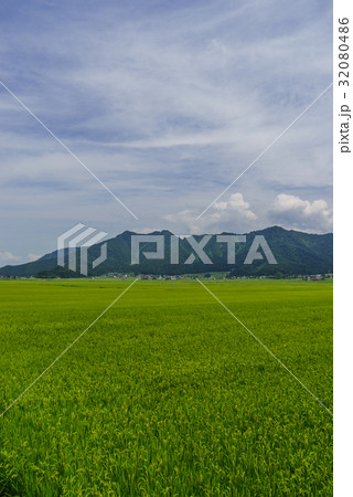 夏の六日町の田園風景 夏の六日町の田園風景 32080486