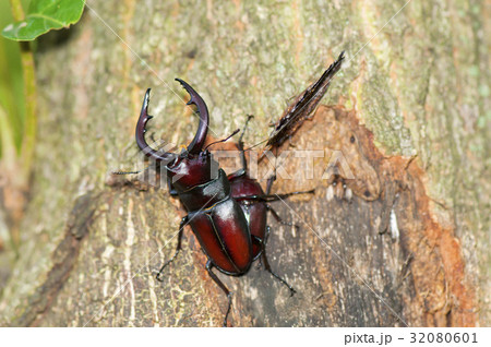 ノコギリクワガタ ノコギリクワガタ 32080601