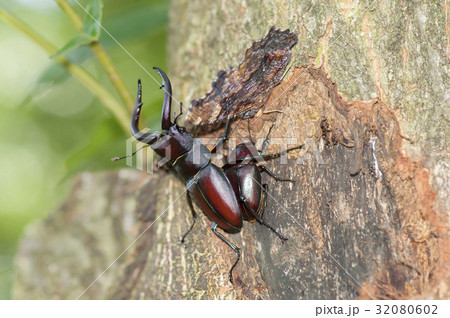 ノコギリクワガタ ノコギリクワガタ 32080602