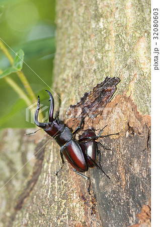 ノコギリクワガタ ノコギリクワガタ 32080603