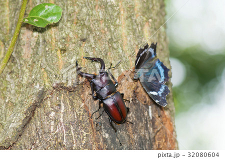 ノコギリクワガタ 32080604