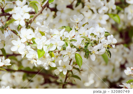 Plum spring flowers Plum spring flowers 32080749
