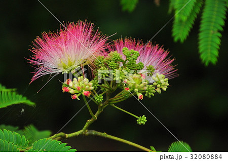 美しく咲く濃いピンク色のネムの花 美しく咲く濃いピンク色のネムの花 32080884