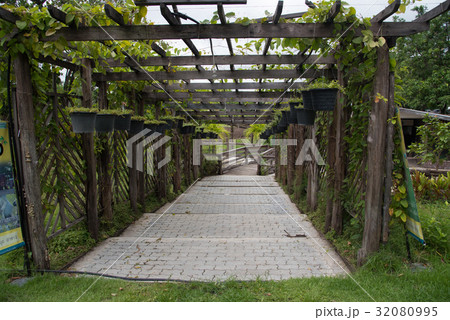 Green tunnel of trees  in park 32080995