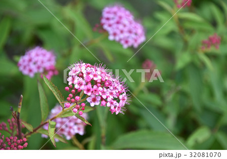 シモツケ（下野） 32081070