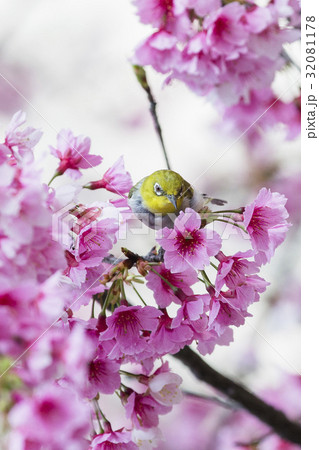 鳥 バーディー 小鳥 32081178