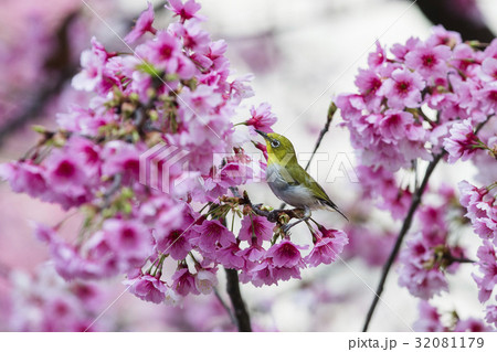鳥 バーディー 小鳥 32081179