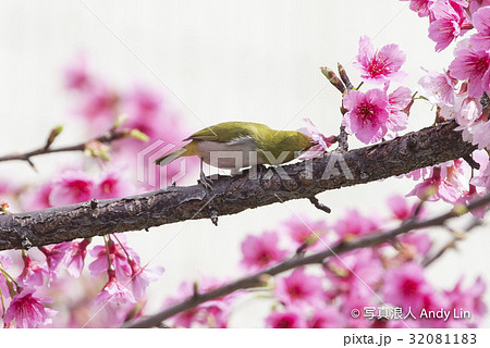 鳥 バーディー 小鳥 32081183