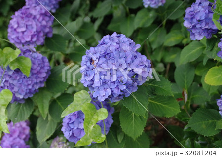 紫陽花 32081204