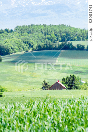 美瑛の丘と三角屋根の家 北海道 美瑛町の写真素材