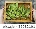 Hands holding rustic wooden tray with spinach 32082101