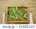 Hands holding rustic wooden tray with spinach 32082102