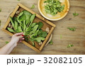 Hand putting spinach plants on a tray 32082105
