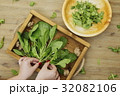 Hands putting fresh spinach leaves on a tray 32082106