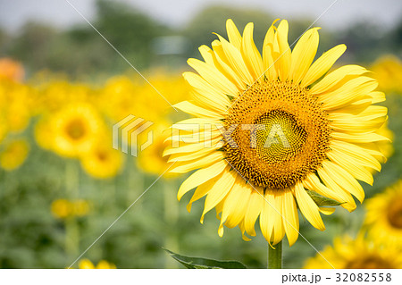 Beautiful yellow sunflower in the farm background Beautiful yellow sunflower in the farm background 32082558