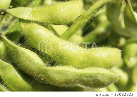 枝豆 枝豆 32082922