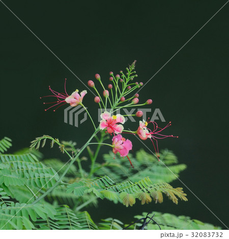 Closeup to Fresh Barbadose Pride flower 32083732
