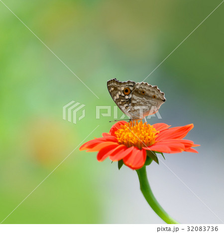 butterfly on flower (Lemon Pansy butterfly) butterfly on flower (Lemon Pansy butterfly) 32083736