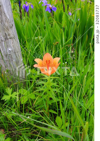 エゾスカシユリ エゾスカシユリ 32083737
