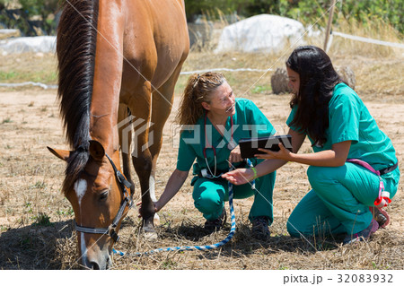 Veterinary horses on the farm 32083932