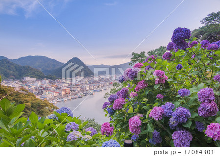 伊豆　下田公園の紫陽花 32084301