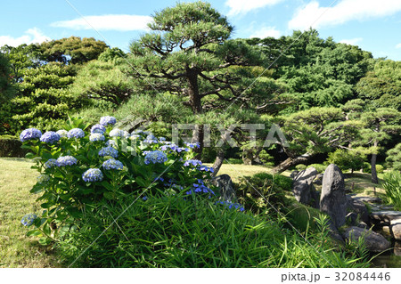 6月初夏 清澄庭園の紫陽花と松 6月初夏 清澄庭園の紫陽花と松 32084446