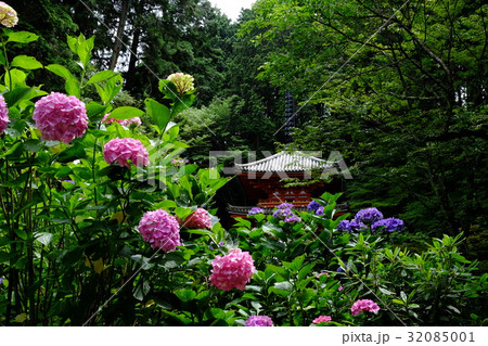 岩船寺の紫陽花 岩船寺の紫陽花 32085001