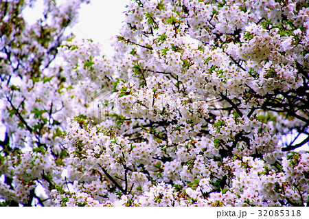 根岸森林公園 ( 横浜競馬場の跡地 ) 大島桜の花 ( 神奈川県 横浜市 中区 ) 根岸森林公園 ( 横浜競馬場の跡地 ) 大島桜の花 ( 神奈川県 横浜市 中区 ) 32085318