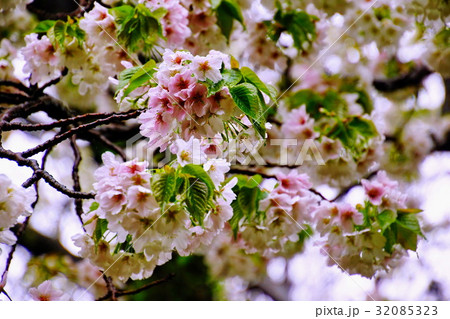根岸森林公園 ( 横浜競馬場の跡地 ) 大島桜の花 ( 神奈川県 横浜市 中区 ) 根岸森林公園 ( 横浜競馬場の跡地 ) 大島桜の花 ( 神奈川県 横浜市 中区 ) 32085323