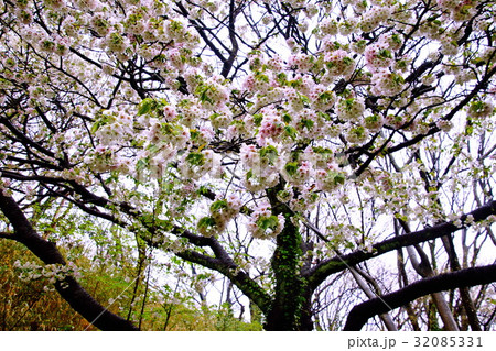 根岸森林公園　（ 横浜競馬場の跡地 ）　大島桜の花　（ 神奈川県 横浜市 中区 ） 32085331